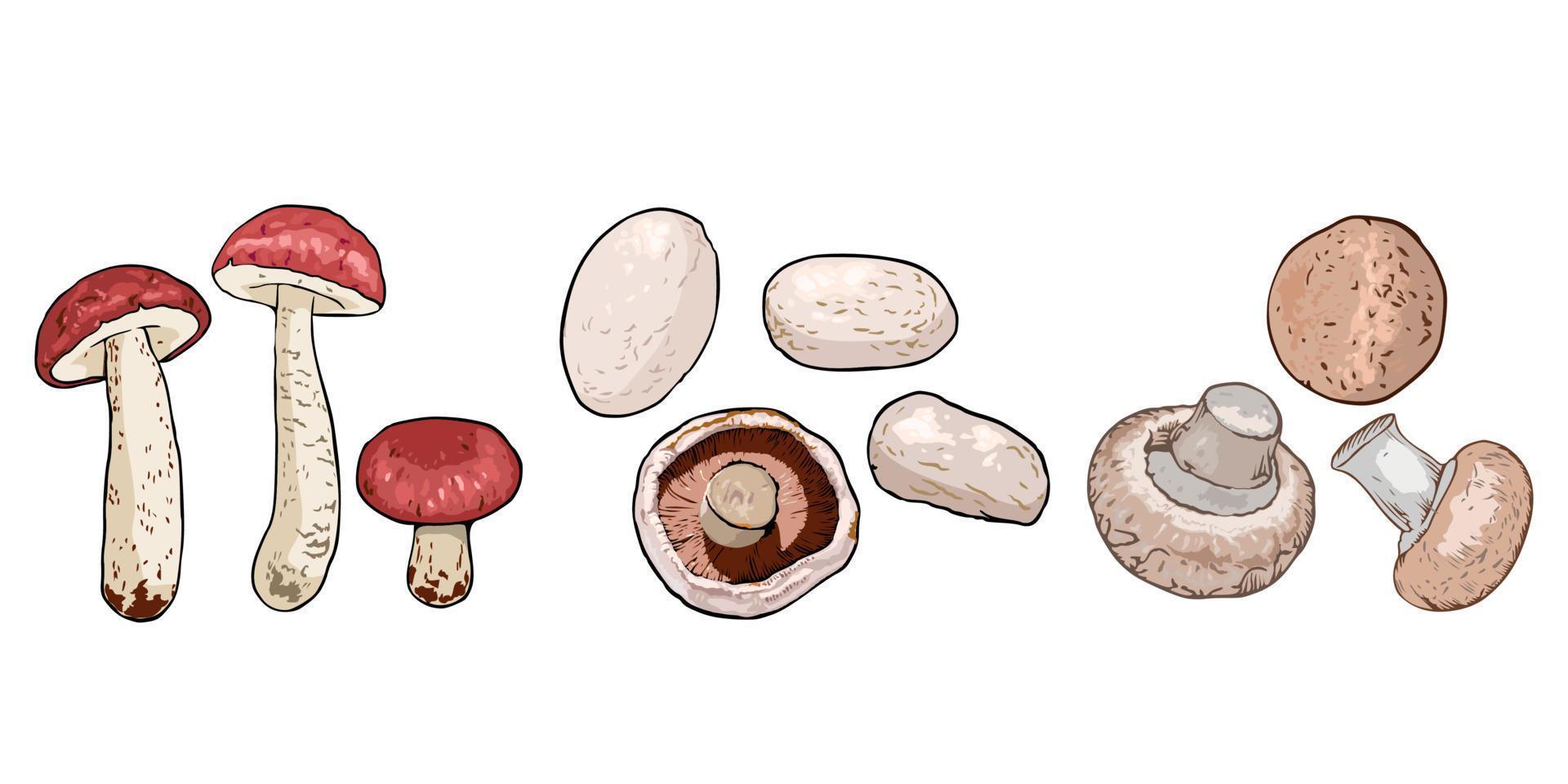 champignon vecteur ensemble collection graphique clipart conception