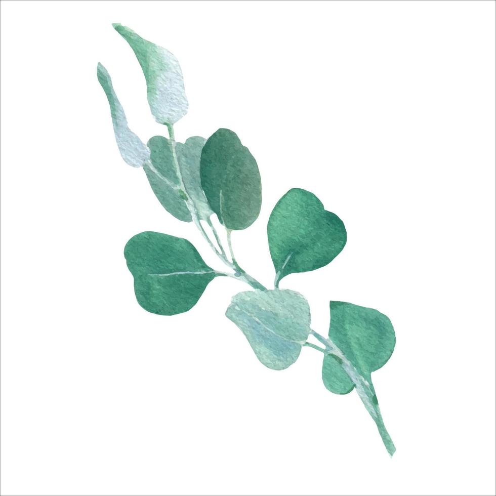 aquarelle eucalyptusvert feuille branche pour mariage Stationnaire, salutations vecteur