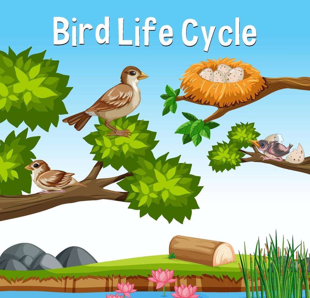 scène avec cycle de vie des oiseaux vecteur