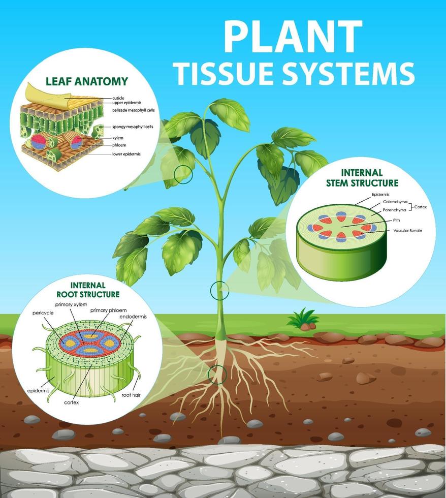 diagramme montrant les systèmes de tissus végétaux vecteur