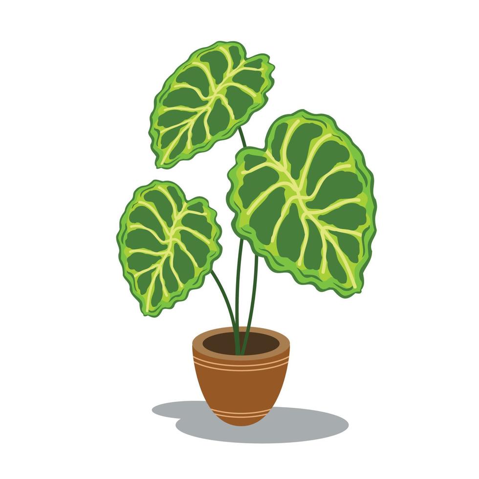 alocasia endémique sur pot illustration tropical forêt rainadobe illustrateur ouvrages d'art vecteur