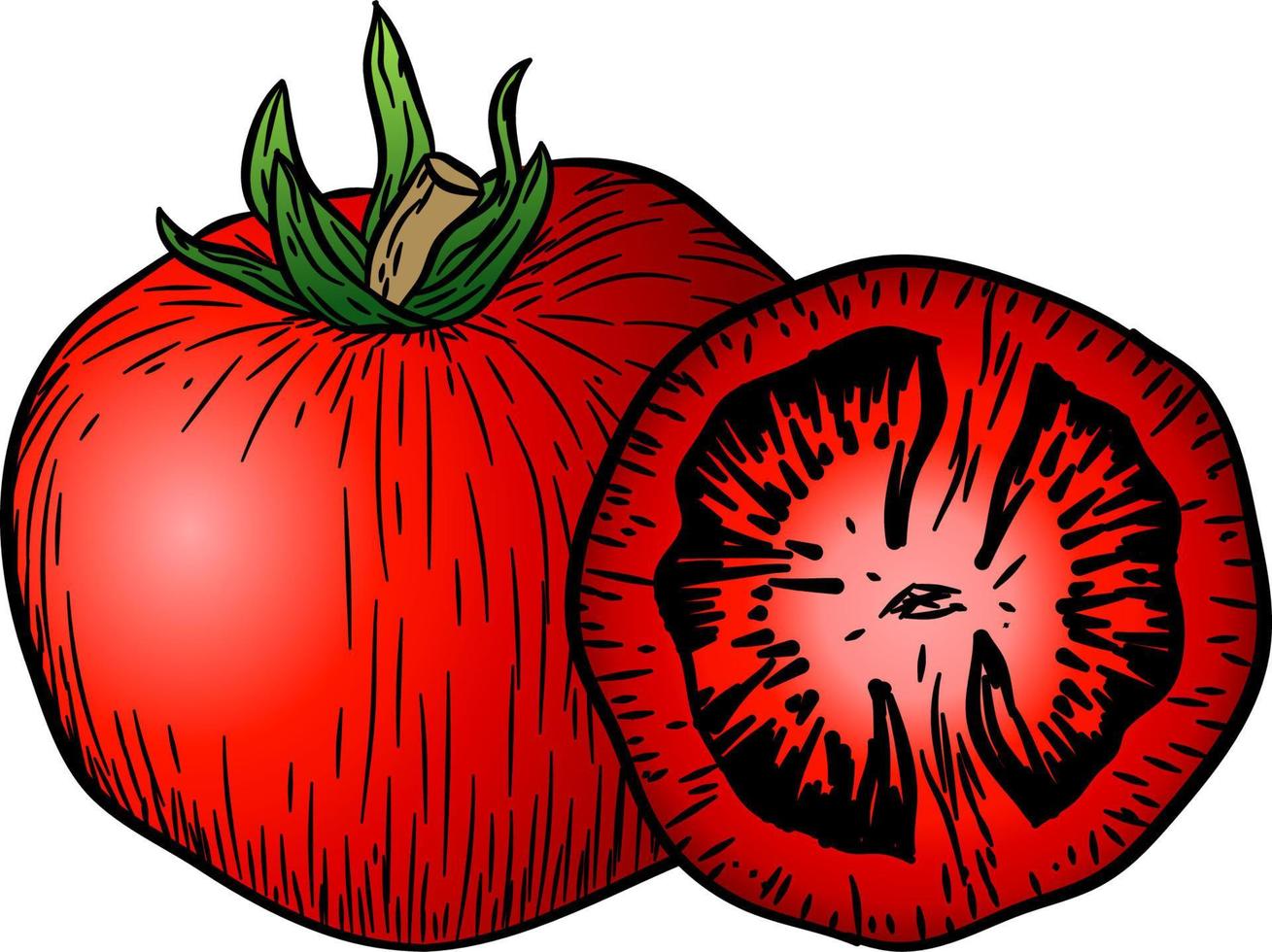 tomate vecteur dessin ensemble. isolé tomate, tranché pièce des légumes sur branche. gravé style illustration. détaillé végétarien nourriture esquisser. ferme marché produit.