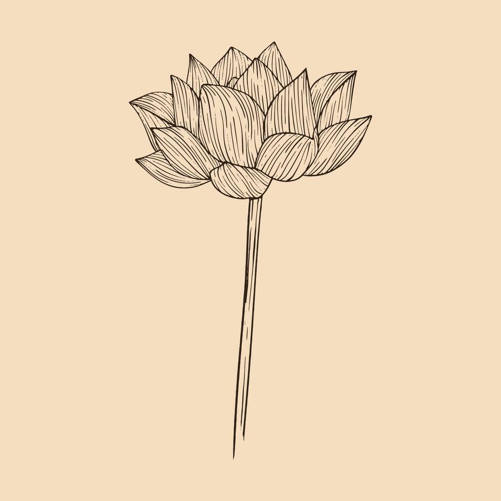 lotus fleur vecteur illustration avec ligne art