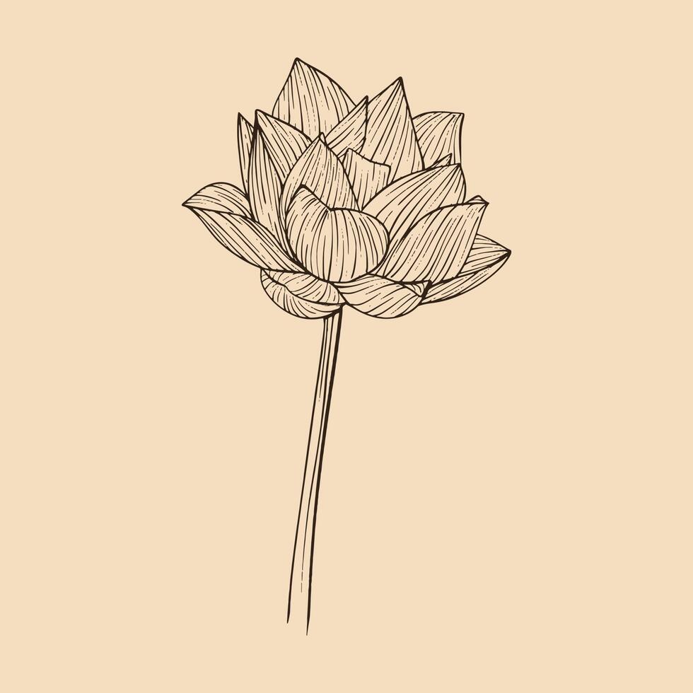 lotus fleur vecteur illustration avec ligne art