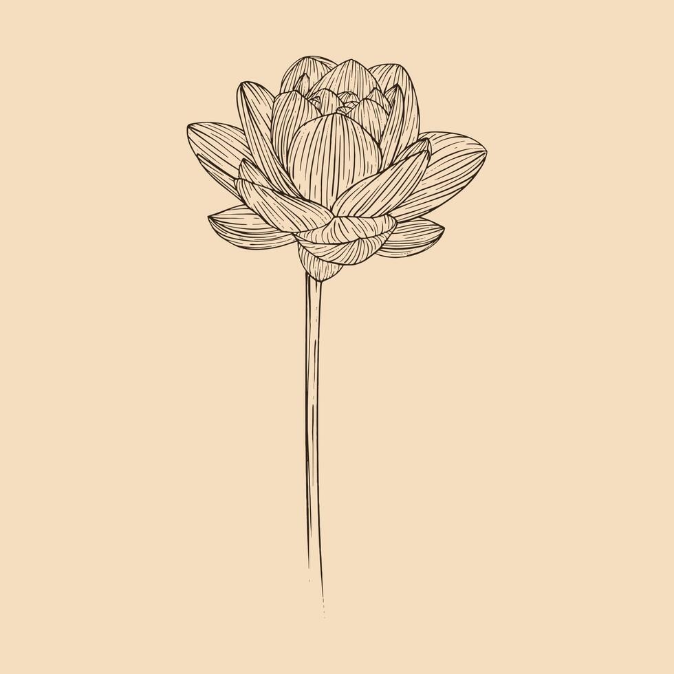 lotus fleur vecteur illustration avec ligne art