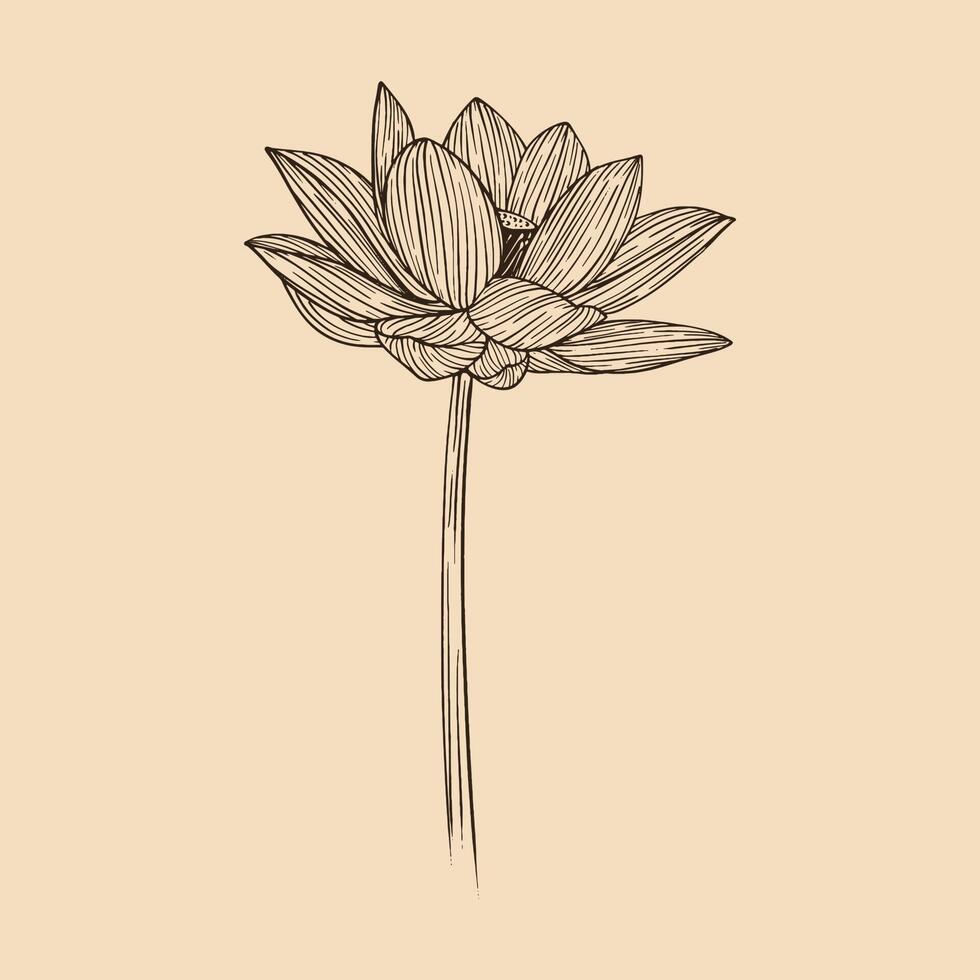 lotus fleur vecteur illustration avec ligne art