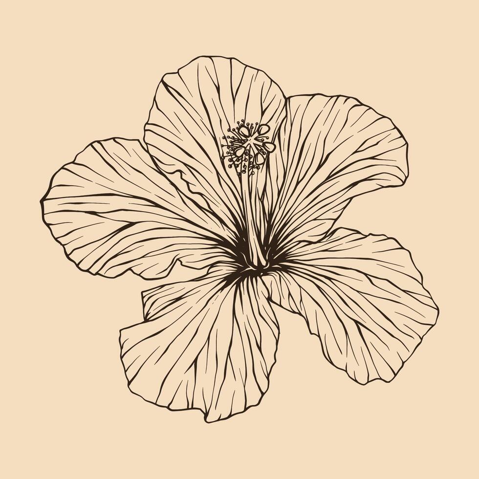 hibiscus fleur vecteur illustration avec ligne art