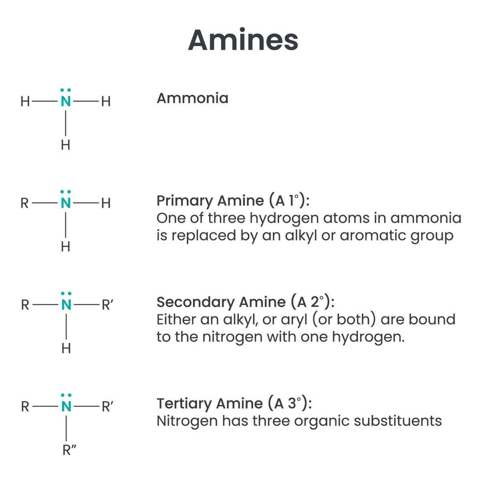 amines biochimie fonctionnel groupe science vecteur illustration infographie