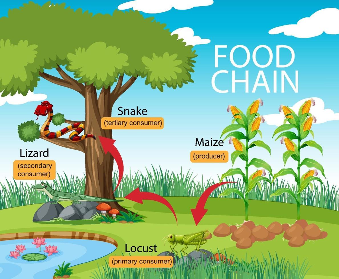 diagramme de la chaîne alimentaire scientifique vecteur