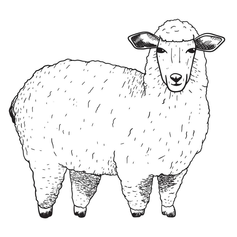 ferme mouton dans esquisser style. vecteur isolé noir et blanc illustration de un animal.