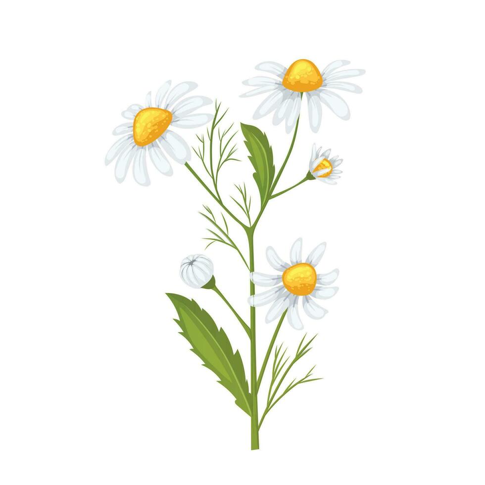 Marguerite fleur été dessin animé vecteur illustration