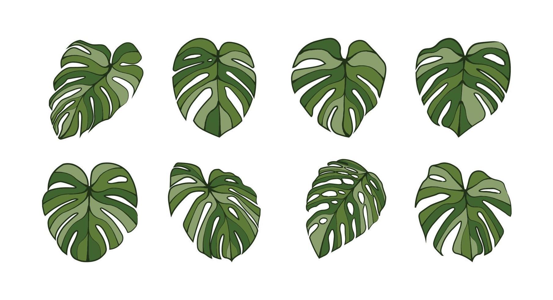 Monstera deliciosa plante feuille art au trait isolé sur fond vecteur