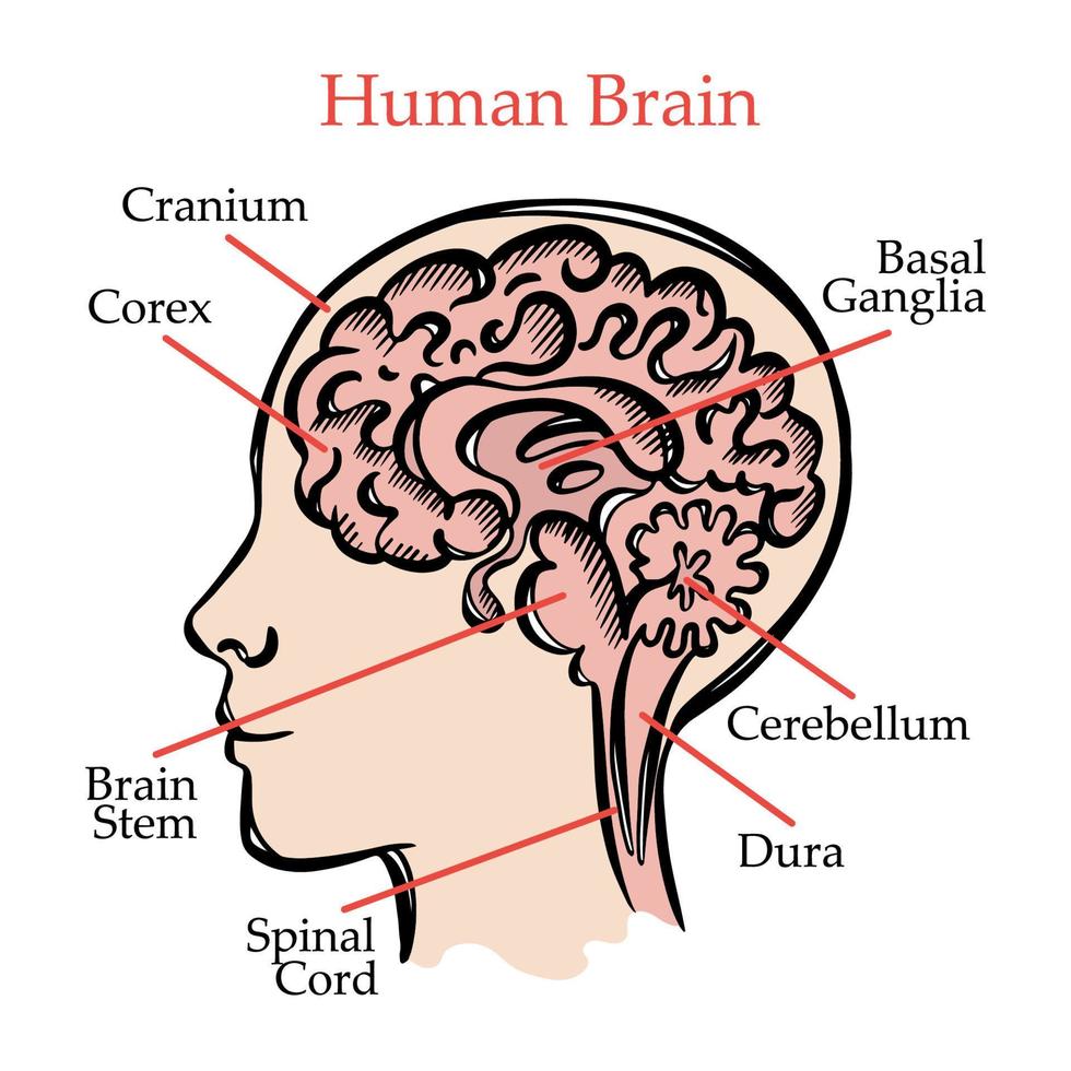 Humain cerveau schème médical éducation vecteur illustration