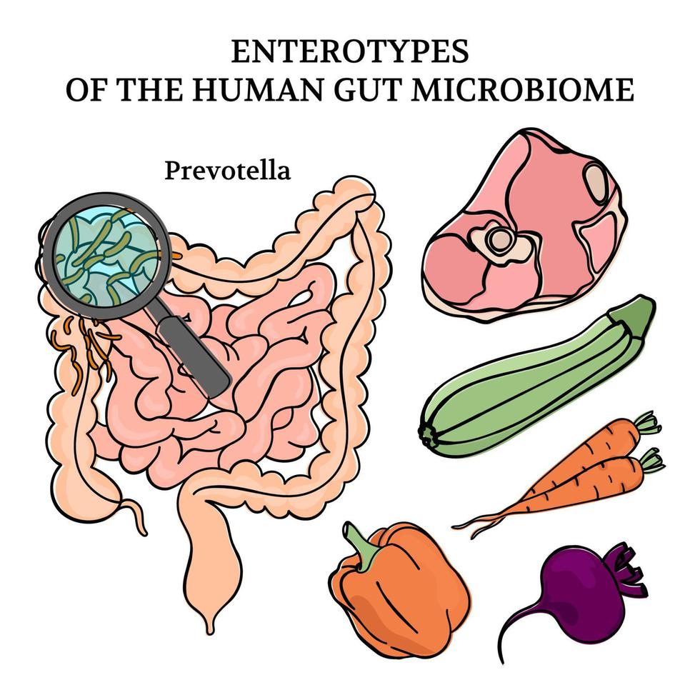microbiome entérotypes prévotelle médicament vecteur illustration