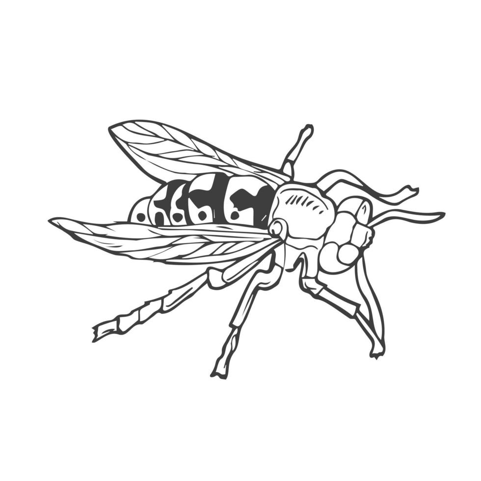 insectes, guêpes dans le style de griffonnages. vecteur. dessin au trait abeille dessiné à la main vecteur