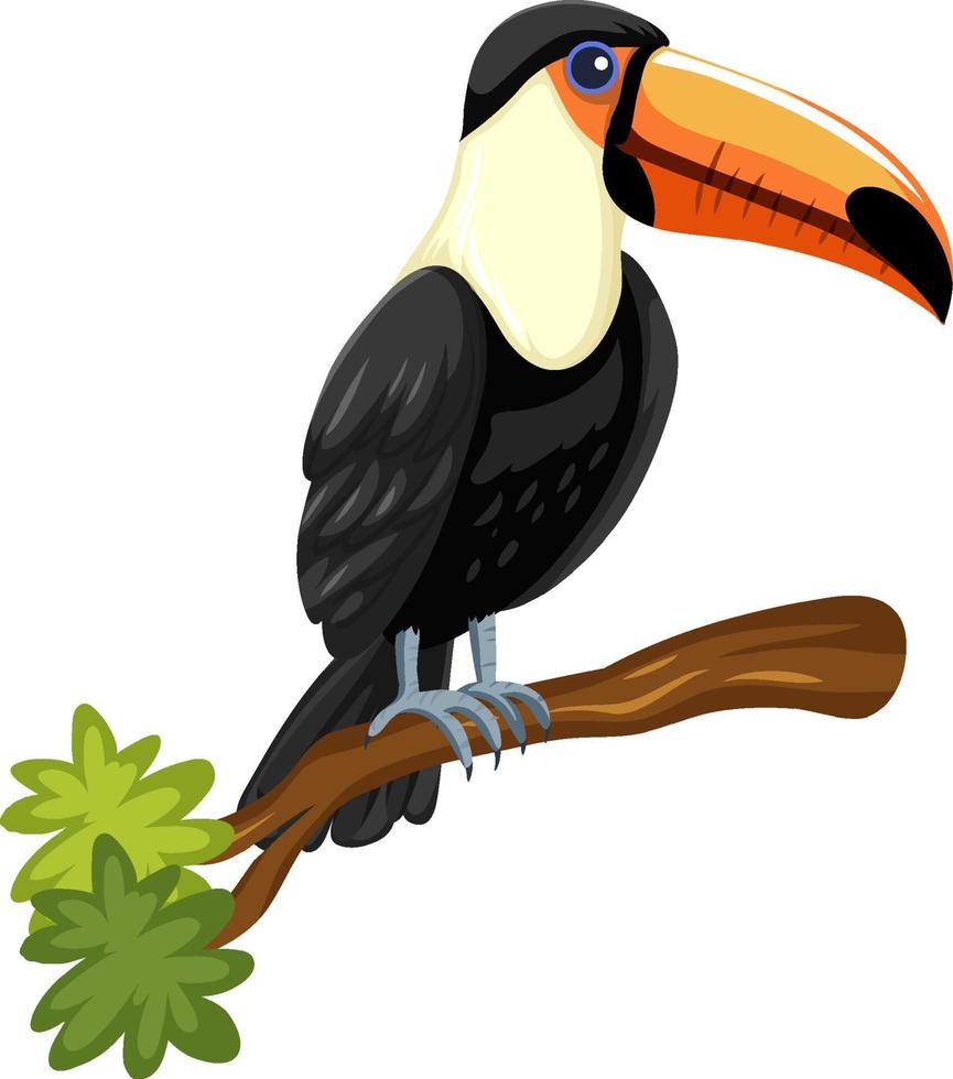 Oiseau toucan sur une branche isolée sur fond blanc vecteur