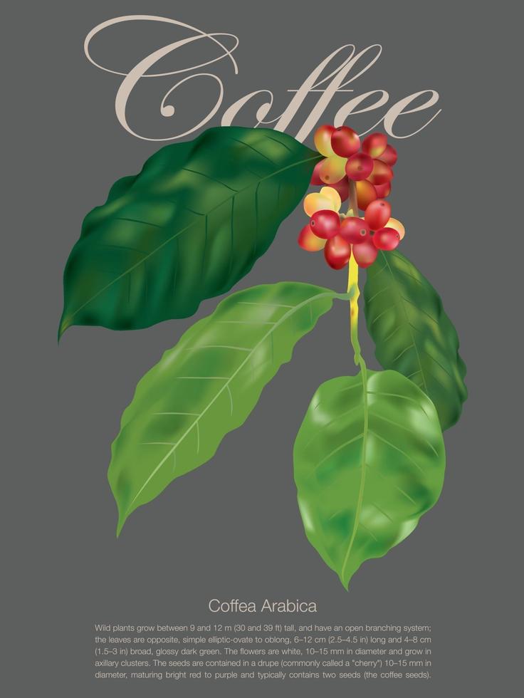 plante de café sur le vecteur graphique d & # 39; illustration