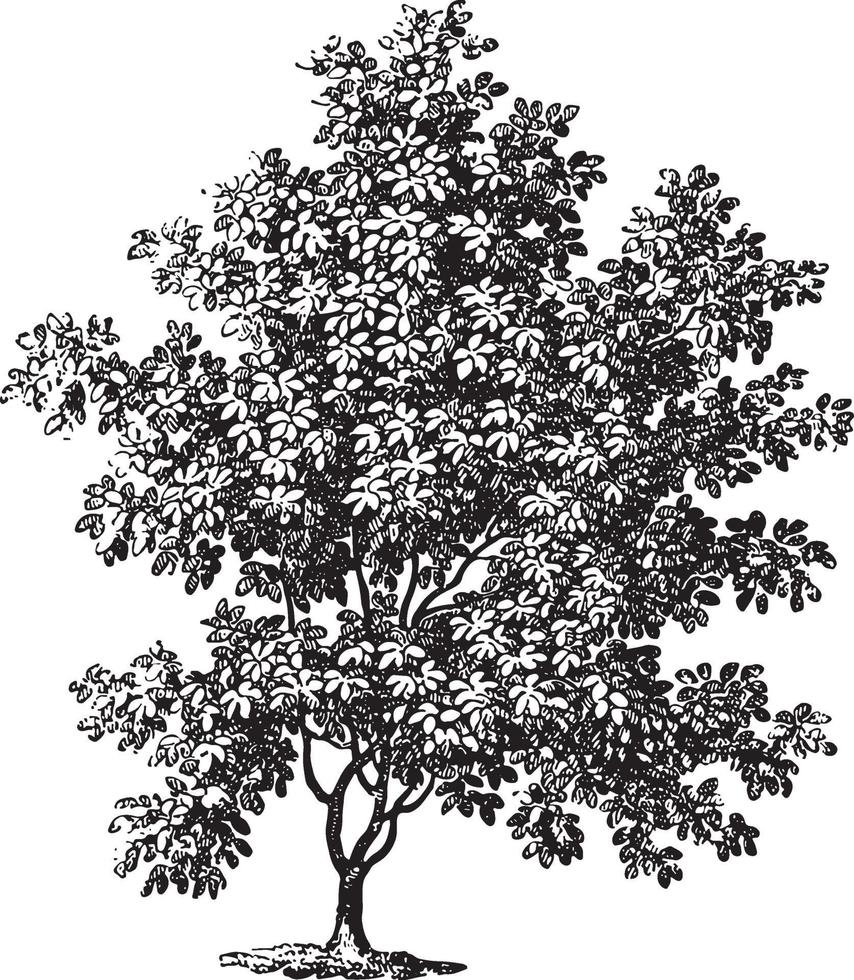 magnolia arbre illustrations vintage vecteur