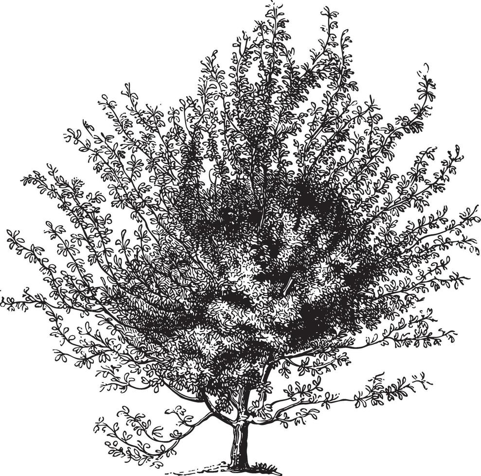 illustrations vintages d'arbre d'aubépine écarlate vecteur