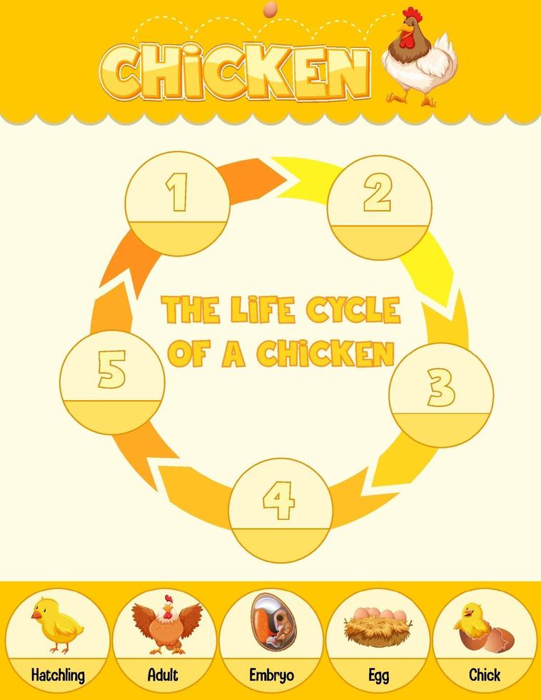 diagramme montrant le cycle de vie du poulet vecteur