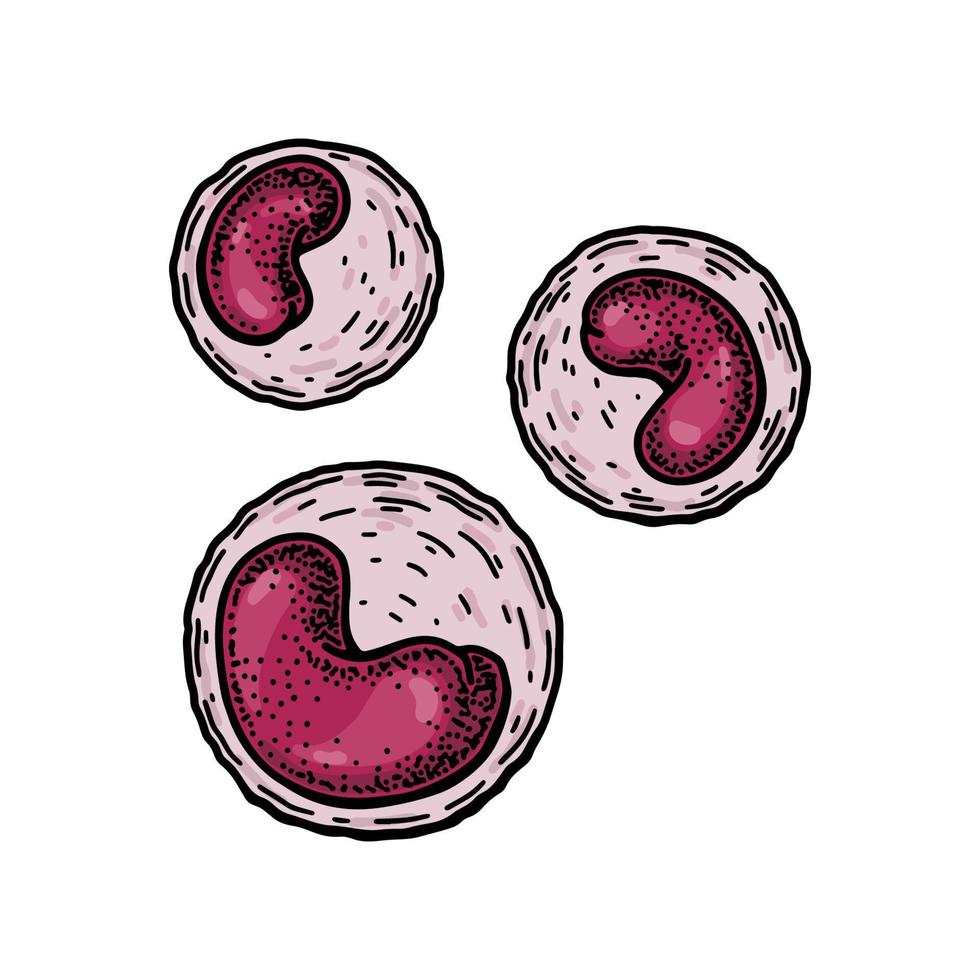 monocyte leucocyte blanc du sang cellules isolé sur blanc Contexte. main tiré scientifique microbiologie vecteur illustration dans esquisser style