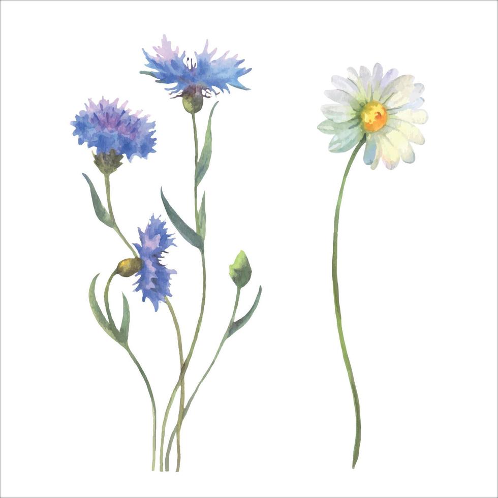 bleu bleuet herbe et camomille, aquarelle vecteur illustration.