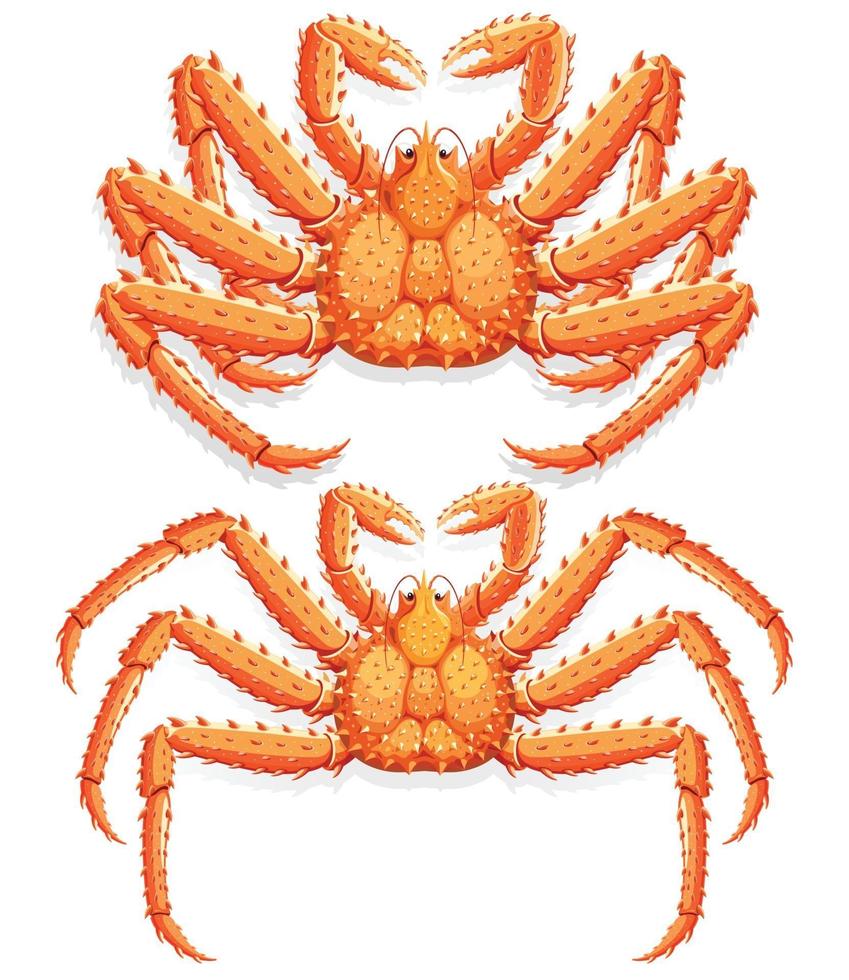 crabe royal d'Alaska. illustration vectorielle. vecteur