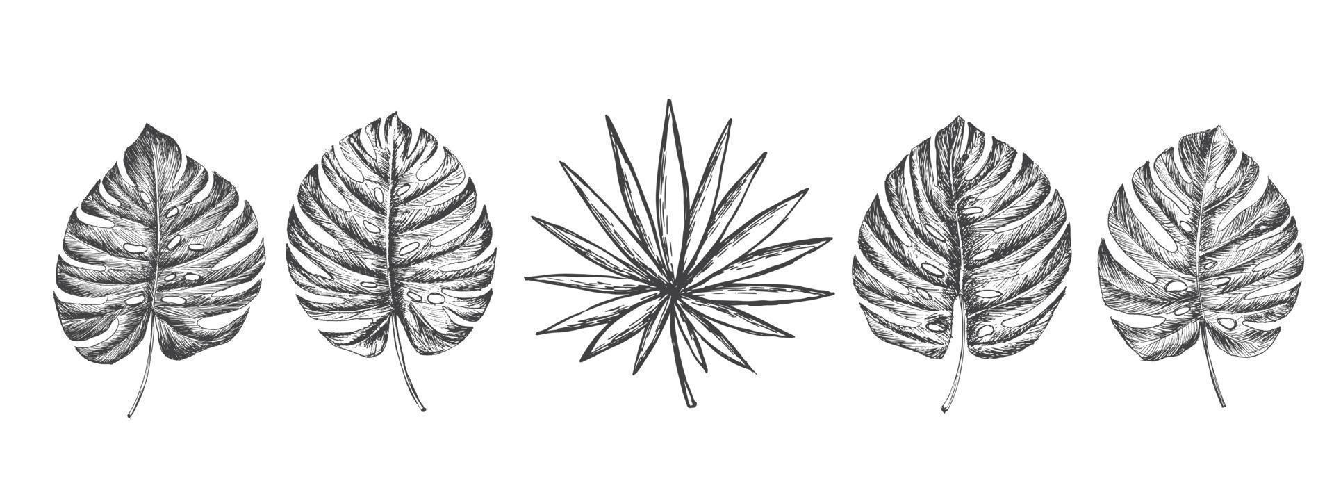 tropical paume feuilles conception modèle. vecteur