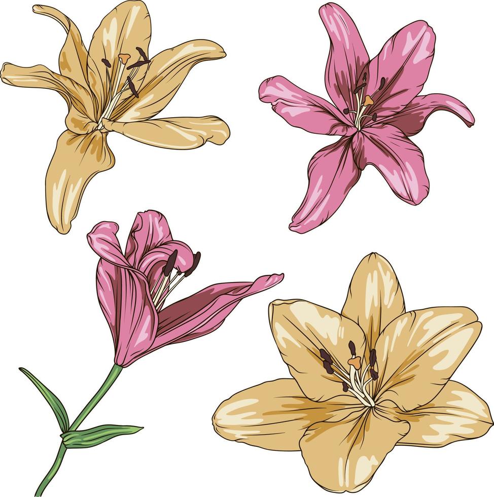 vecteur dessin de rose et Jaune fleurs de lys sur une transparent Contexte. lis fleur botanique illustration