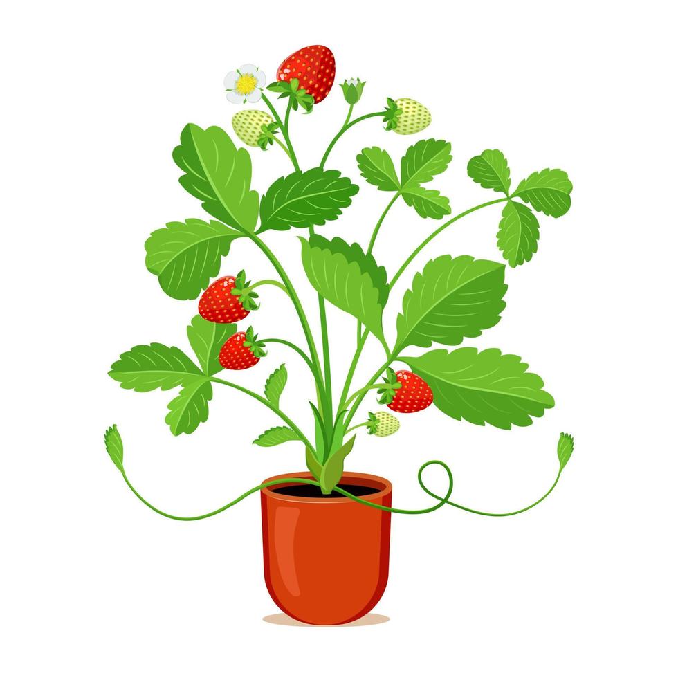 floraison fraise buisson dans pot. vecteur illustration de jardin fraise isolé sur blanc Contexte. baie plante dans agriculture