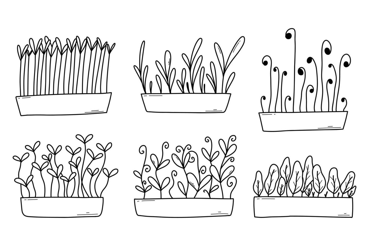 ensemble de main tiré microgreens dans marmites. vecteur illustration dans griffonnage style isolé sur blanc Contexte. collection micro vert. croissance superaliment à maison.