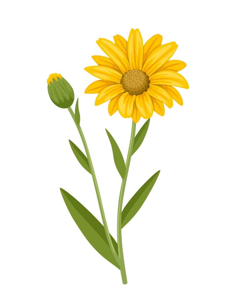 arnica fleur vecteur illustration, isolé sur blanc Contexte.