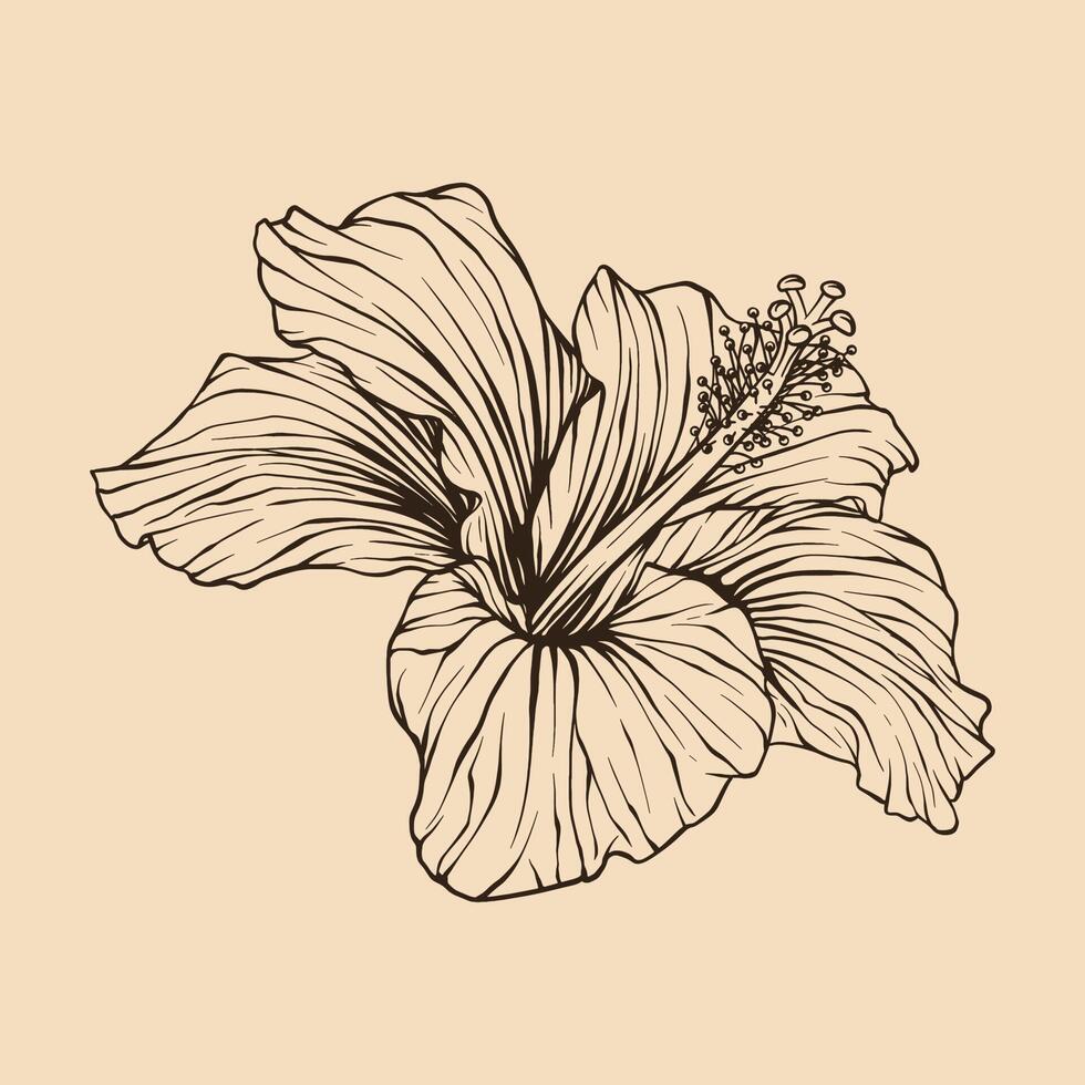 hibiscus fleur vecteur illustration avec ligne art