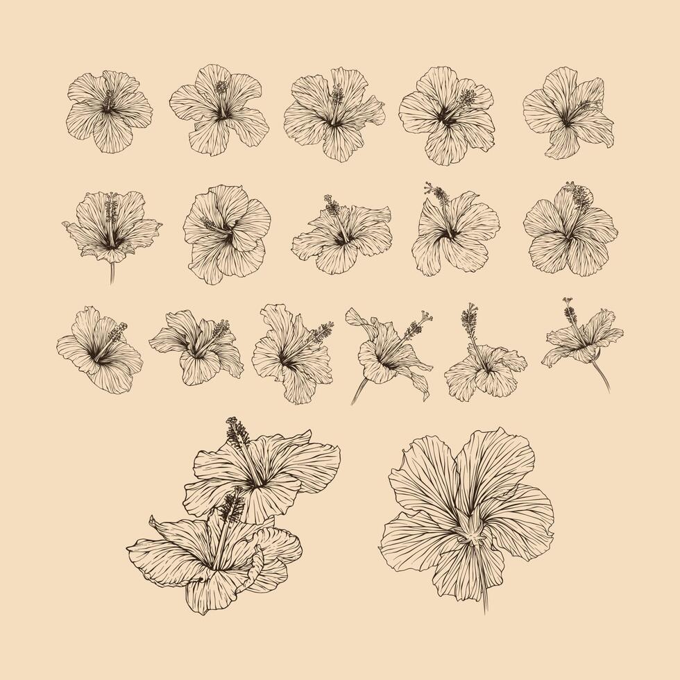 ensemble hibiscus fleur collection vecteur illustration avec ligne art