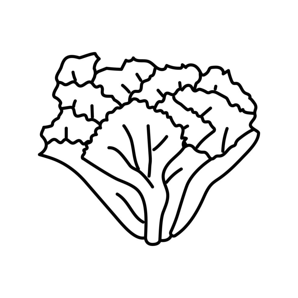 scarole salade nourriture ligne icône vecteur illustration
