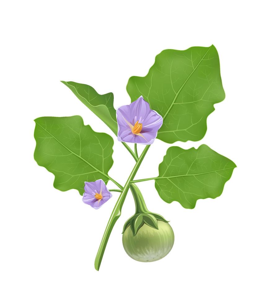 thaïlandais aubergine vecteur, laisser et violet fleur réaliste conception, isolé sur blanc arrière-plan, eps dix vecteur illustration