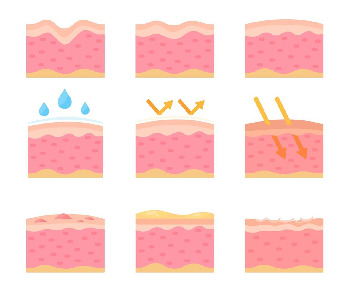 Humain peau couche soins pour protéger le peau de le Soleil avec une peau sérum. vecteur