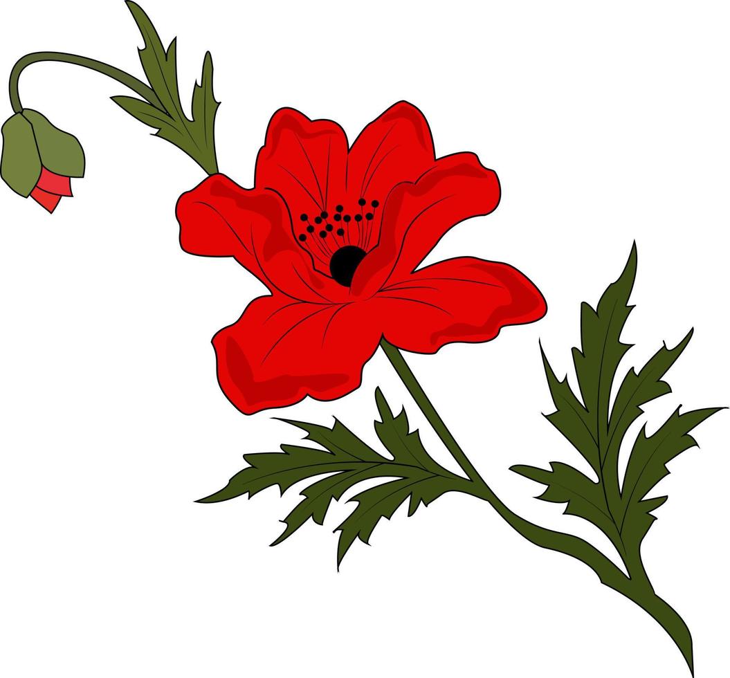 rouge coquelicot avec une bourgeon et une vert tige. épanouissement coquelicot. fleurs. vecteur