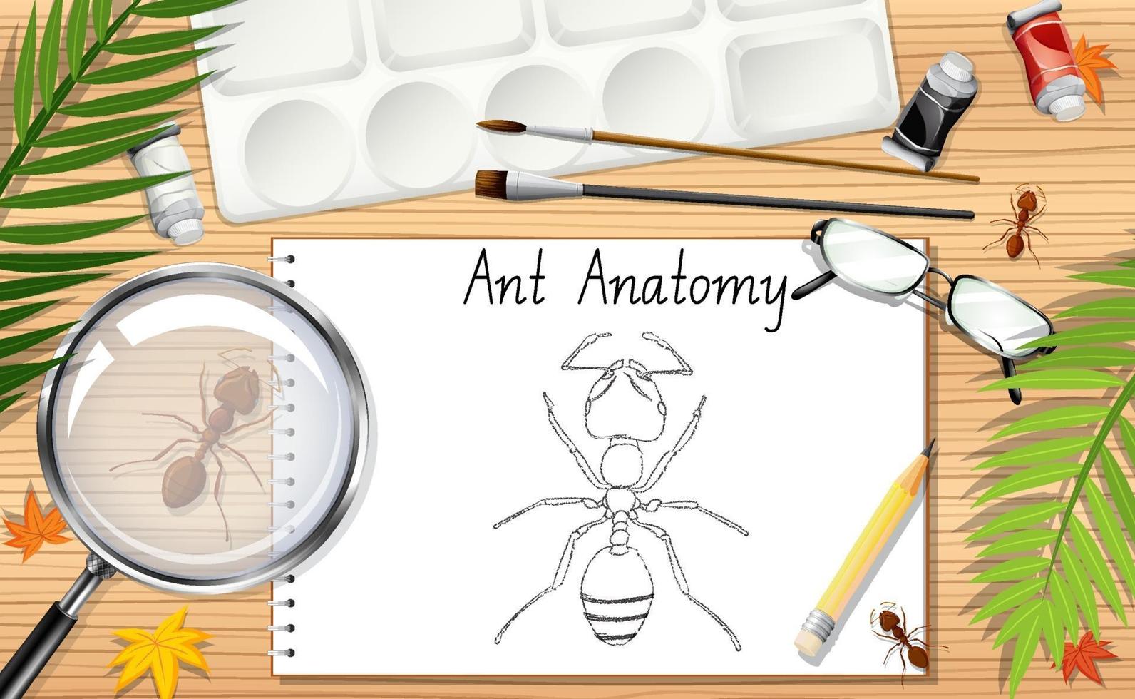 un dessin de griffonnage de l'anatomie de la fourmi vecteur
