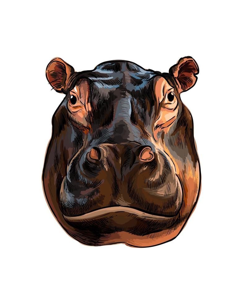 Portrait de tête d'hippopotame à partir d'une touche d'aquarelle, dessin coloré, réaliste. illustration vectorielle de peintures vecteur