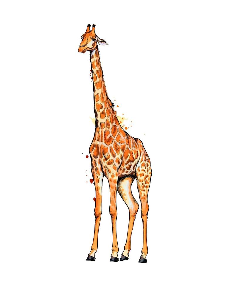 girafe d'une éclaboussure d'aquarelle, dessin coloré, réaliste. illustration vectorielle de peintures vecteur