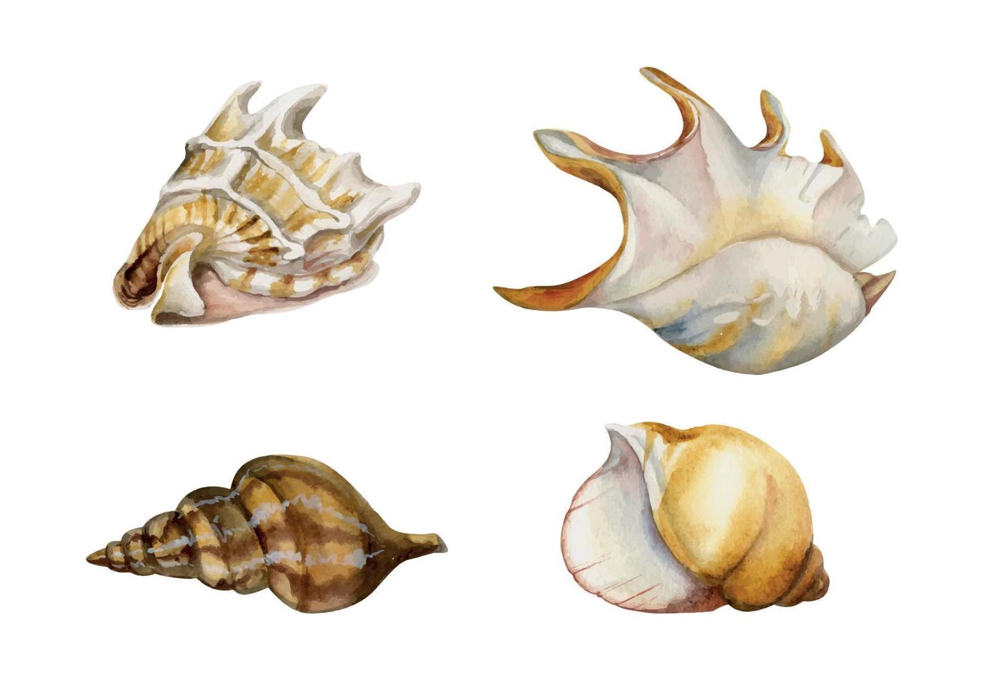 main tiré aquarelle éléments. assorti mer coquilles, spirale perle, foncé marron et or. isolé sur blanc Contexte. conception mur art, mariage, imprimer, tissu, couverture, carte, tourisme, Voyage brochure. vecteur