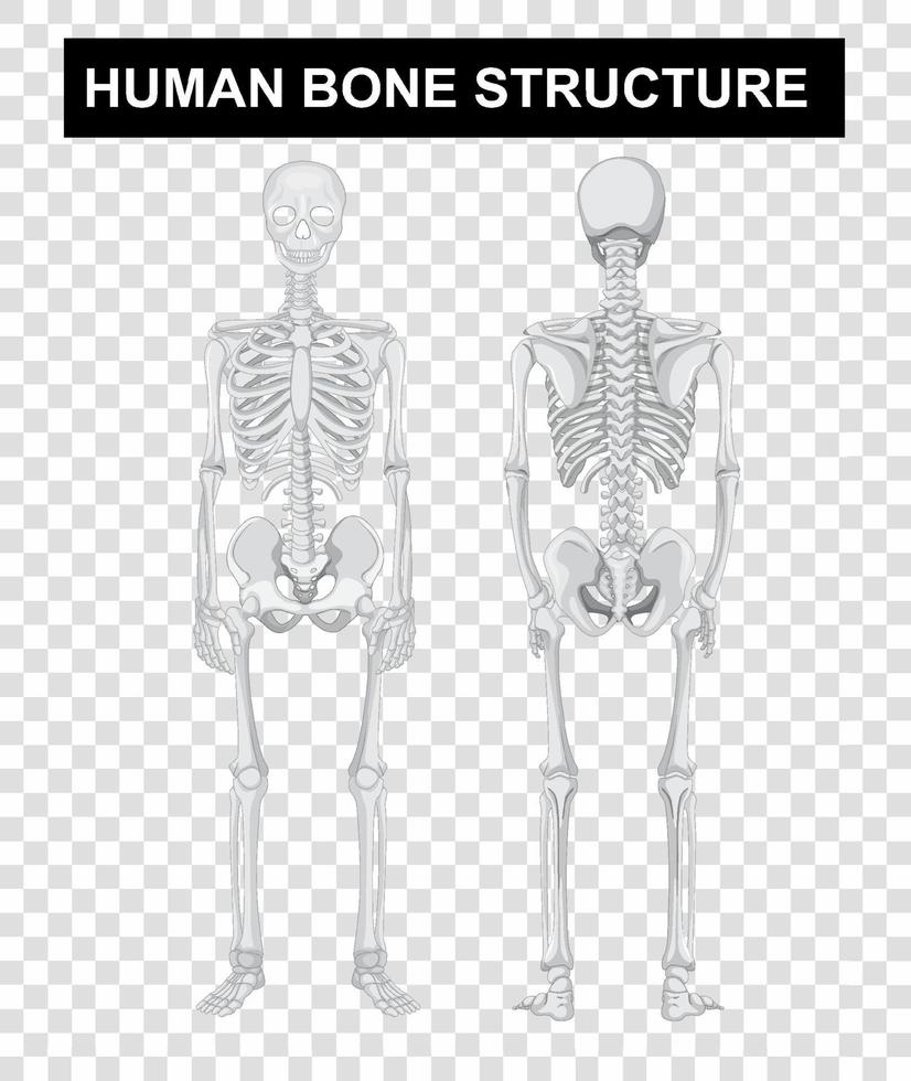 avant et arrière de la structure osseuse humaine sur fond transparent vecteur