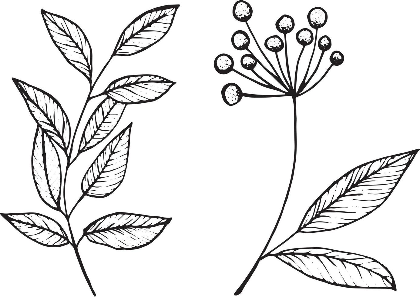 ensemble de branches de plantes vectorielles graphiques avec feuilles et fleurs. éléments vectoriels pour la conception de mariage, la conception de logo, l'emballage et d'autres idées vecteur