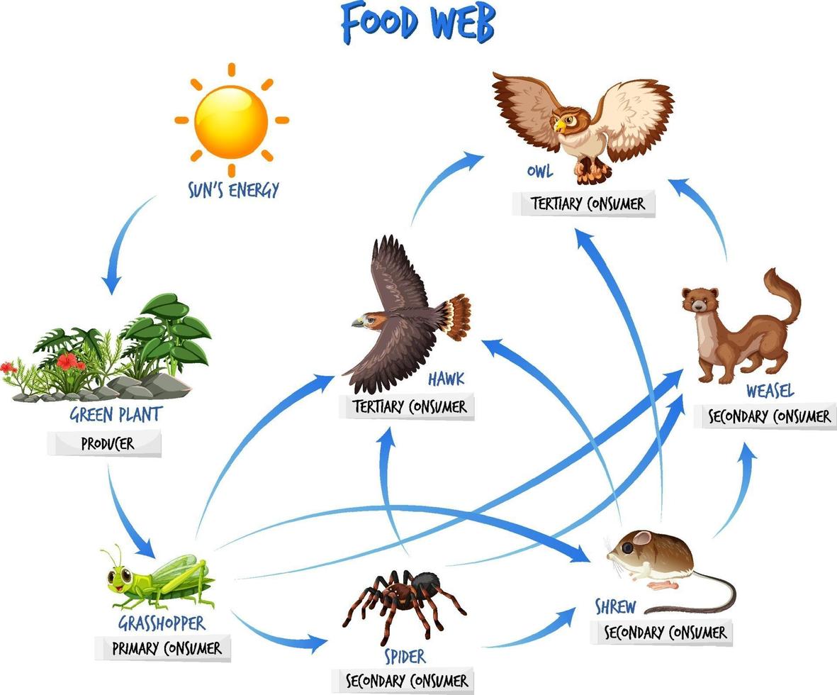 concept de diagramme de chaîne alimentaire vecteur