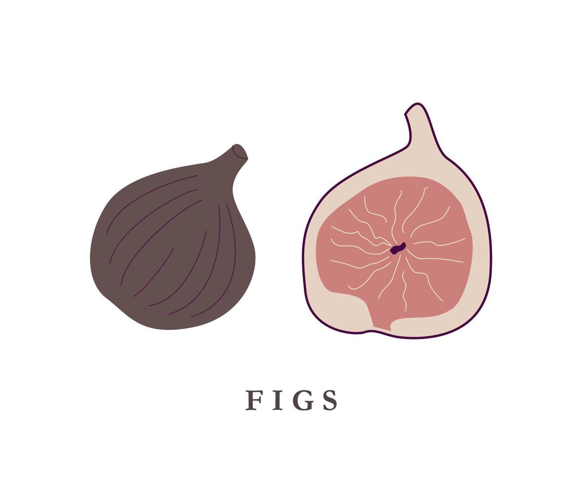 figues illustration. fruit isolé illustration. en bonne santé végétarien aliments. vecteur