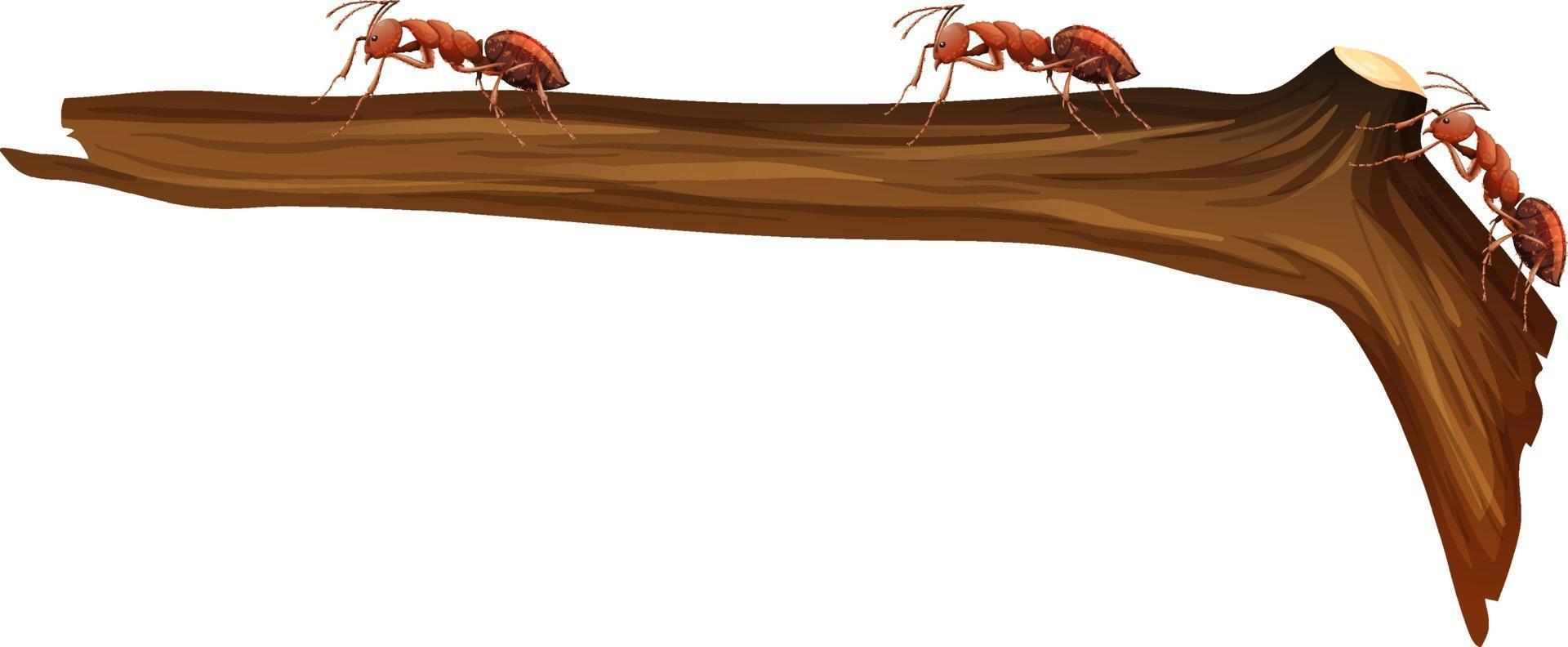 Gros plan de nombreuses fourmis rouges marchant sur une branche sur fond blanc vecteur