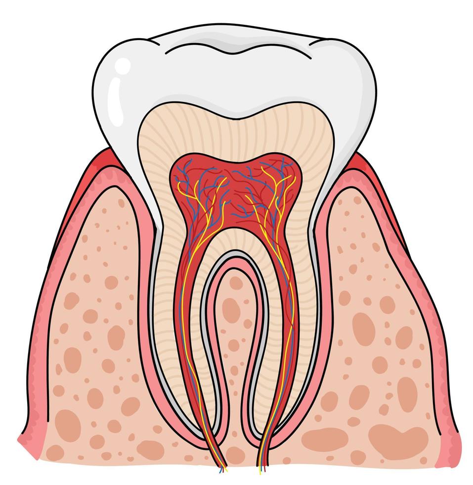 le anatomie de le dent. vecteur