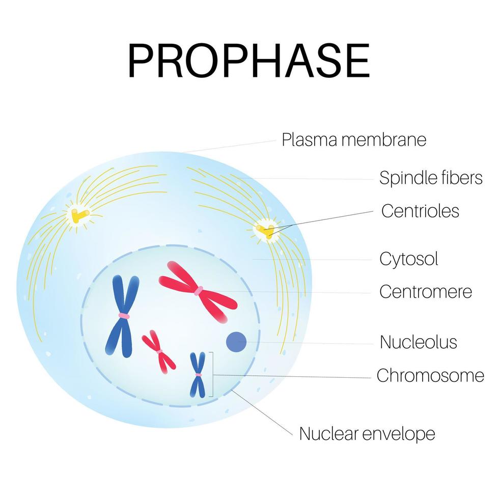 prophase est le phase de le cellule cycle. vecteur