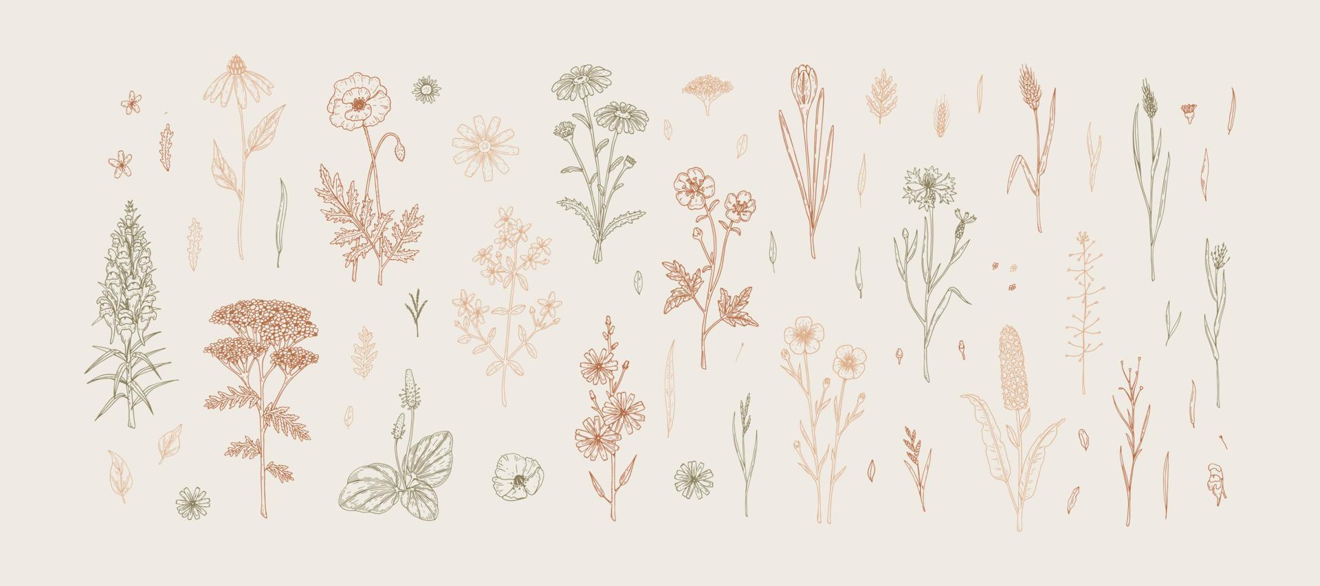 Prairie fleurs. ensemble de main tiré champ fleurs sauvages. vecteur illustration dans esquisser style